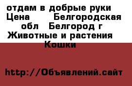 отдам в добрые руки  › Цена ­ 1 - Белгородская обл., Белгород г. Животные и растения » Кошки   